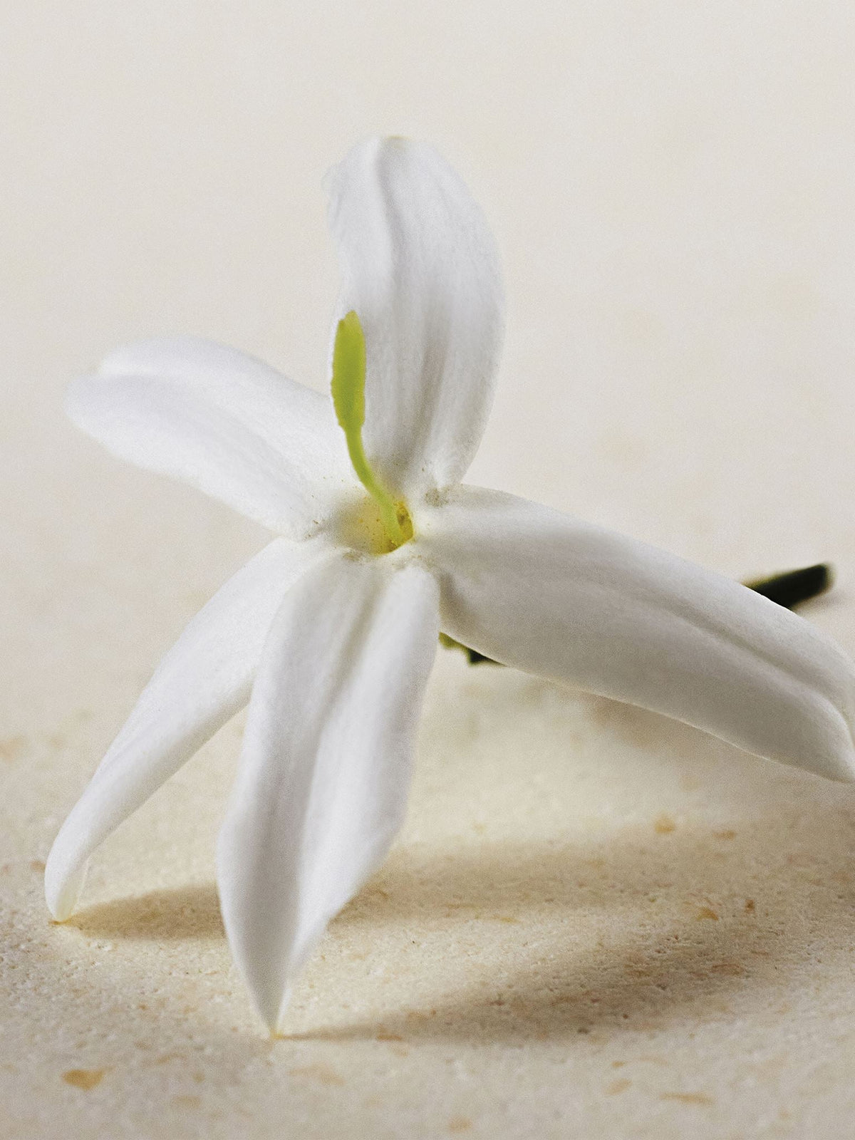 NO PORTE_EAU DE PARFUM  50ML