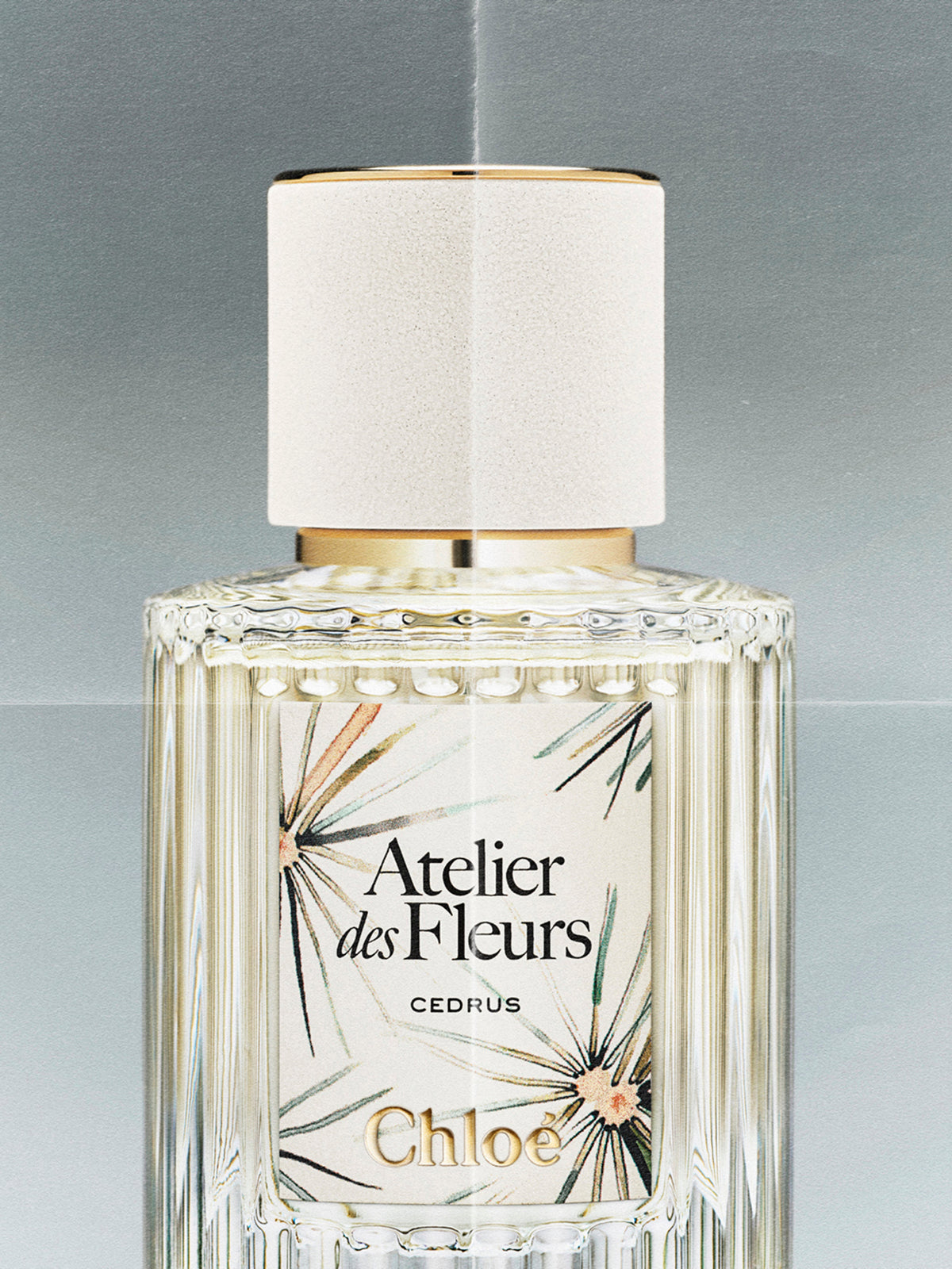 NO PORTE_Cedrus Limited Edition 50ML