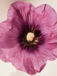 NO PORTE_EAU DE PARFUM  50ML